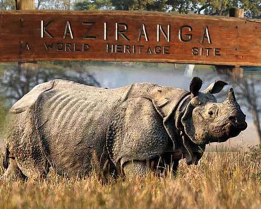 KAZIRANGA NATIONAL PARK